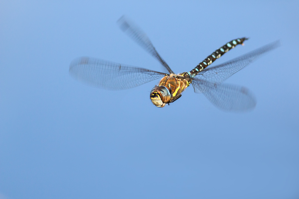 Migrant Hawker in flight 3